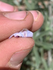 Lupinus argenteus argenteus