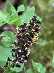 Amorpha ouachitensis