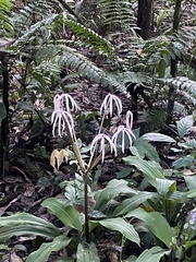 Crinum × amabile