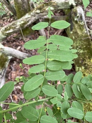 Amorpha ouachitensis