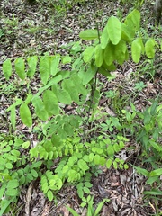 Amorpha ouachitensis
