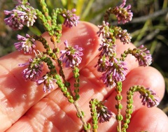 Erica globiceps globiceps