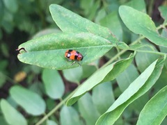 Physosmaragdina nigrifrons