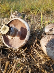 Agaricus