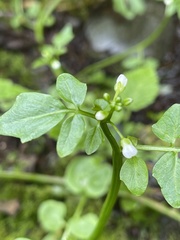 Cardamine breweri orbicularis