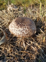 Agaricus