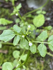 Cardamine breweri orbicularis
