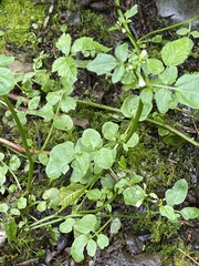 Cardamine breweri orbicularis