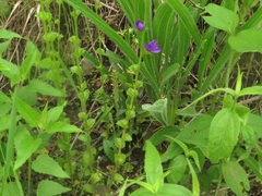 Triodanis lamprosperma