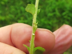 Triodanis lamprosperma