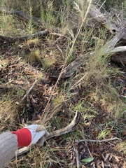 Rytidosperma tenuius