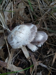 Agaricus