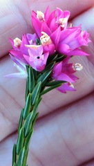 Erica vogelpoelii