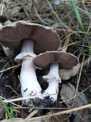 Agaricus