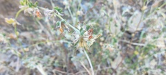 Acmispon argophyllus argophyllus