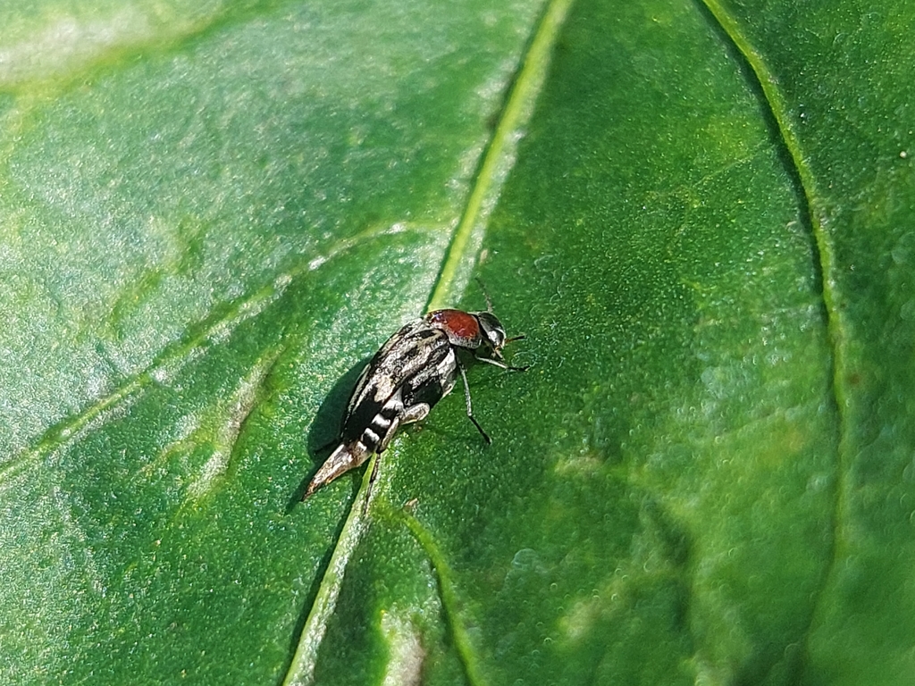 Mordella biformis from Provincia de Alajuela, Alajuela, Costa Rica on