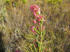 Erica vogelpoelii