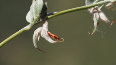 Acmispon argophyllus argophyllus