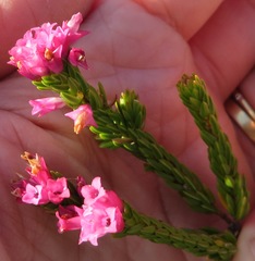 Erica vogelpoelii