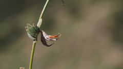 Acmispon argophyllus argophyllus