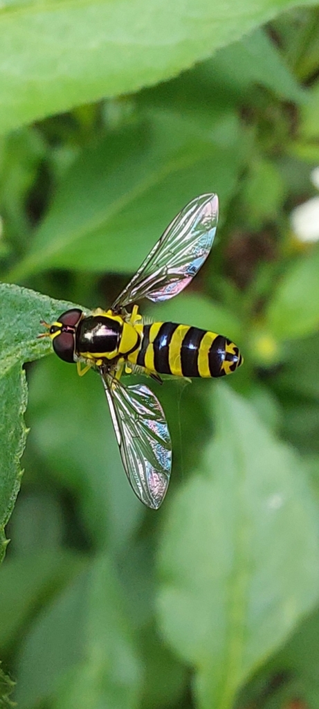 Allograpta javana