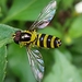 爪哇異蚜蠅 - Photo 由 Alex Worsey 所上傳的 (c) Alex Worsey，保留部份權利CC BY-NC