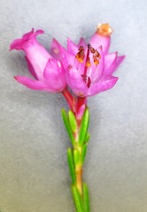 Erica vogelpoelii