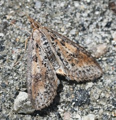 Palpita aenescentalis