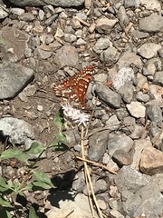 Euphydryas chalcedona sierra