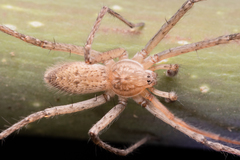 Monapia dilaticollis