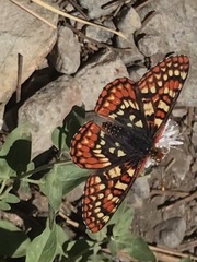Euphydryas chalcedona sierra