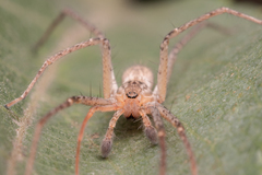 Monapia dilaticollis