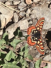 Euphydryas chalcedona sierra