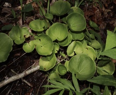 Parnassia asarifolia