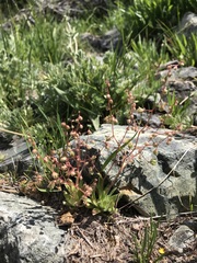 Micranthes bryophora