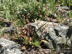 Micranthes bryophora