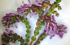 Erica globiceps globiceps