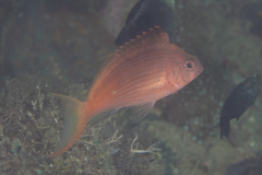 Cyprinocirrhites polyactis