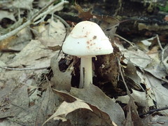 Amanita aestivalis