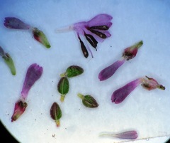 Erica globiceps globiceps