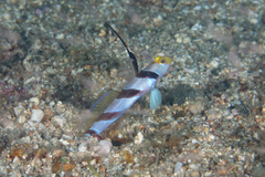 Stonogobiops nematodes