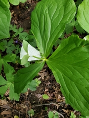Trillium rugelii