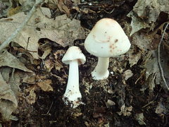 Amanita aestivalis