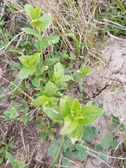 Ditaxis pilosissima