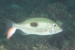 Lethrinus harak