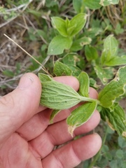 Ditaxis pilosissima