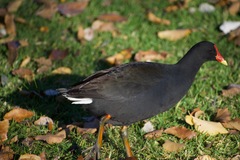 Gallinula tenebrosa