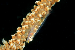 Bryaninops