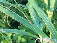 Svistella bifasciata