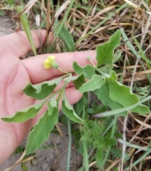 Physalis mollis variovestita